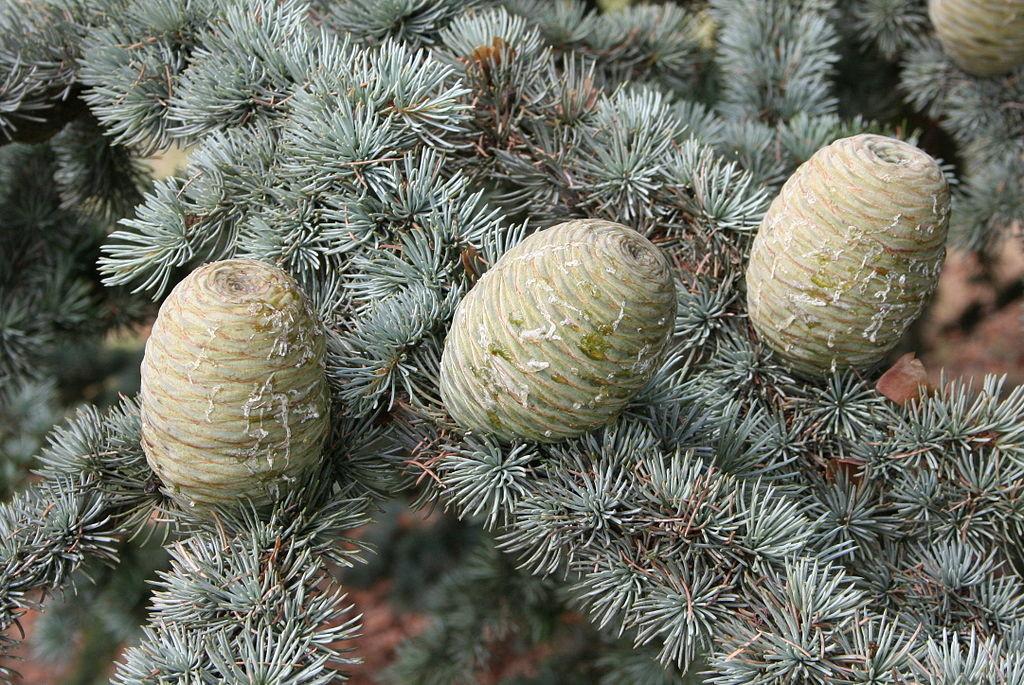 Cedrus Atlantica Glauca (Blue Atlas Cedar)