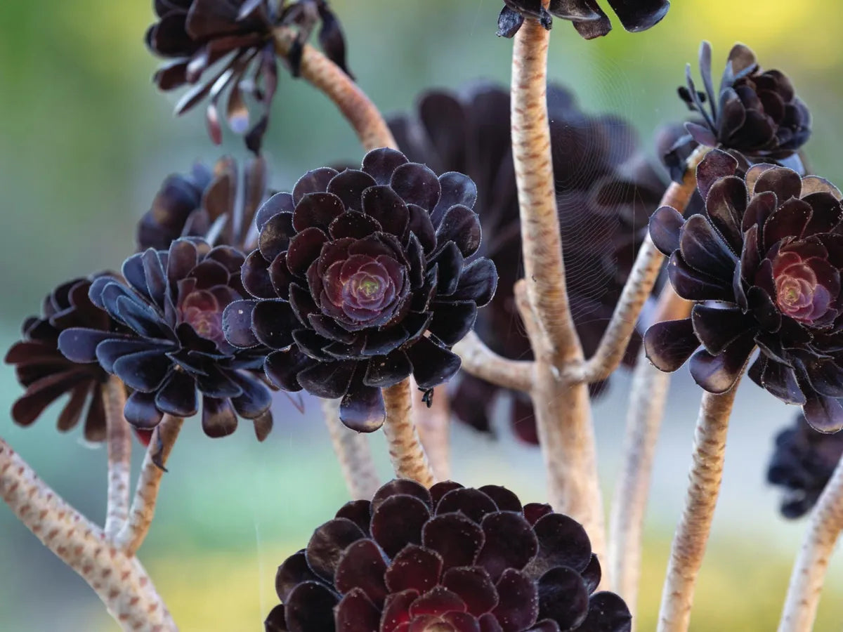 Aeonium ‘Magnum’