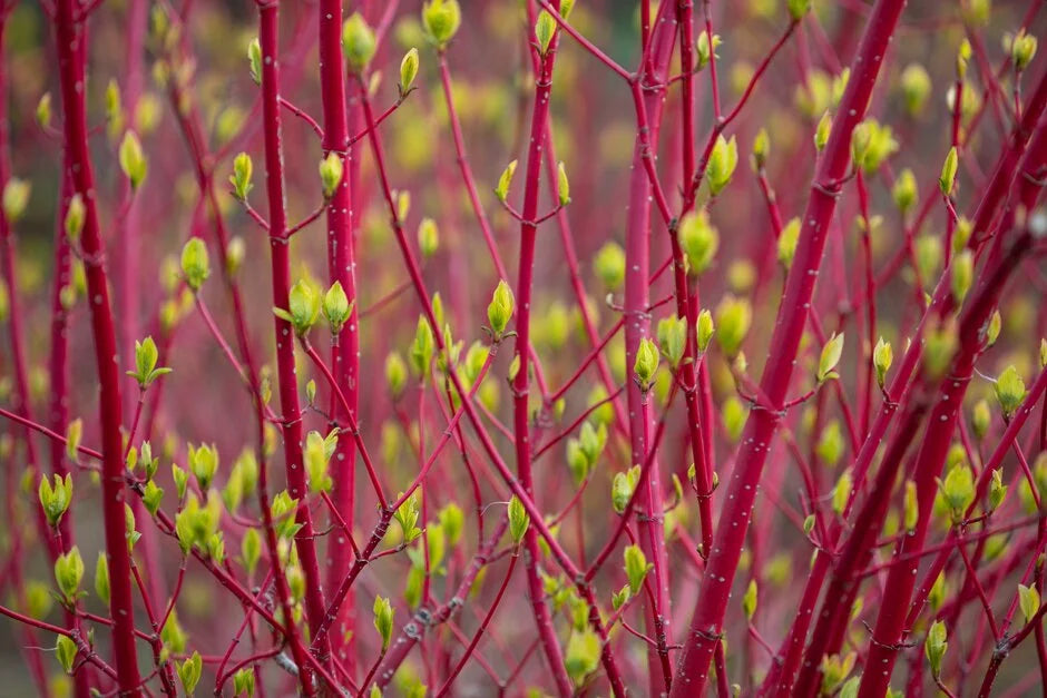 Cornus alba ‘Sibirica’ (Siberian Dogwood)