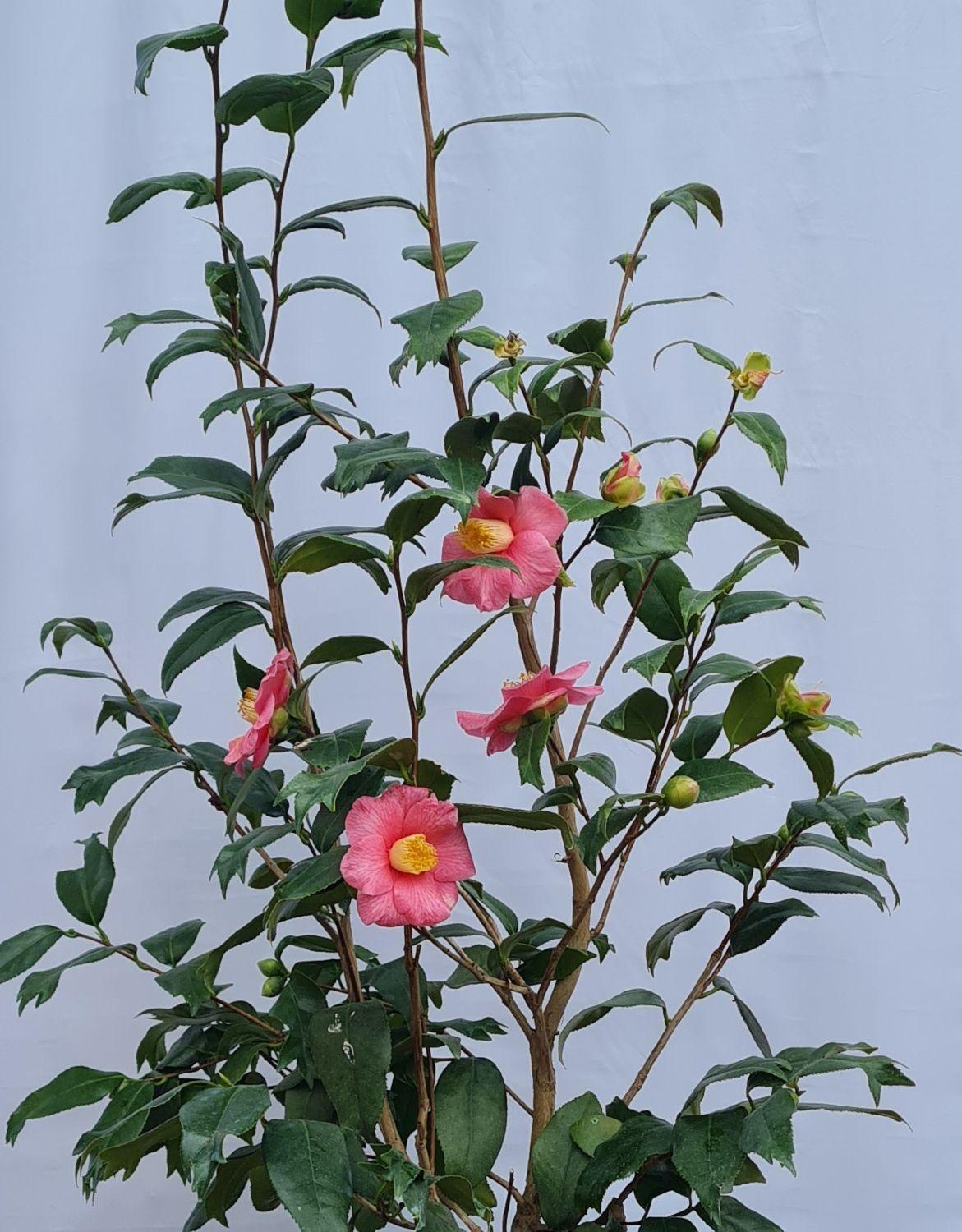 Camellia Japonica Kingyo-Tsubaki (Fishtail Camellia)