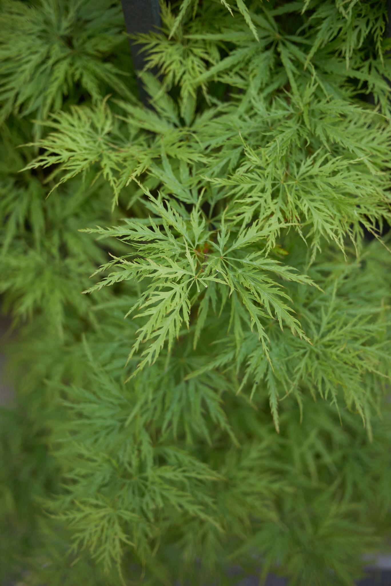Acer Palmatum Dissectum (Green Japanese Maple Standard)