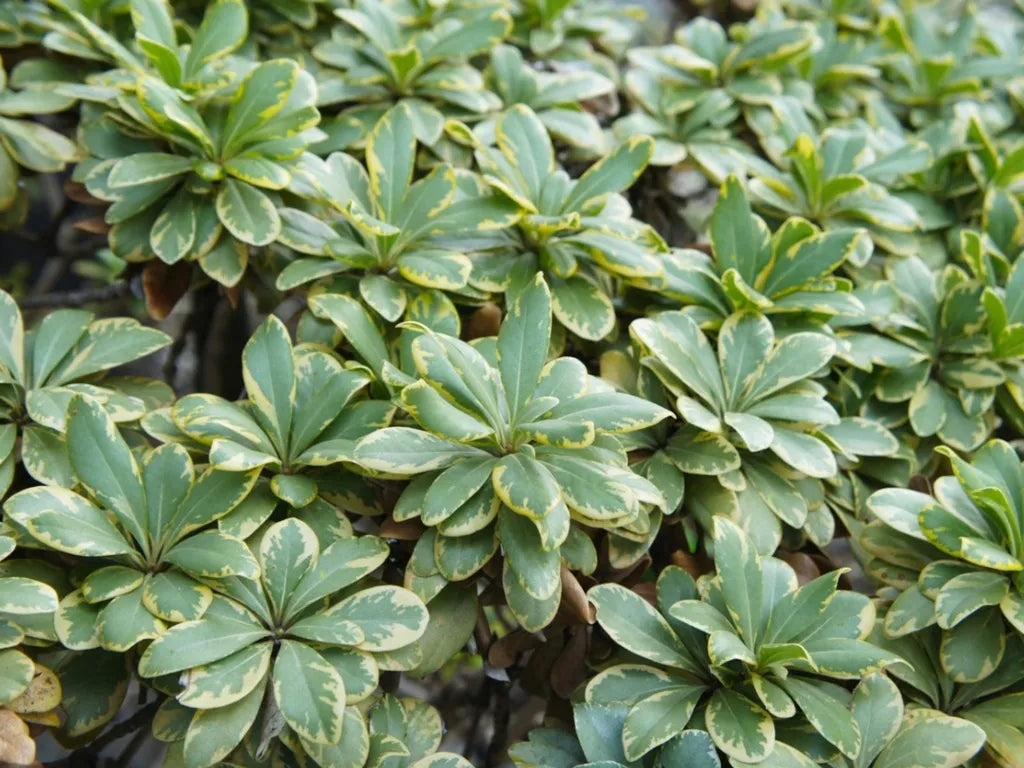 Pittosporum tobira – Japanese Pittosporum