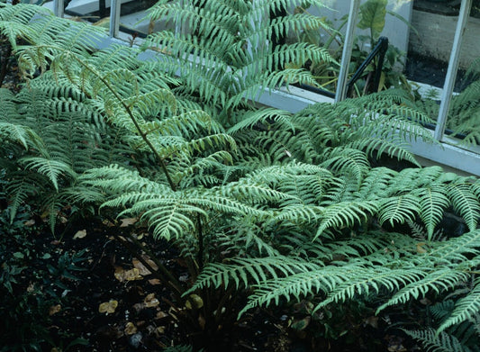Alsophila australis (Australian Tree Fern)