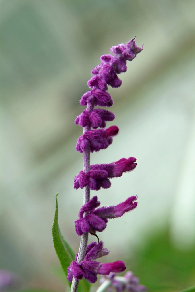 Salvia leucantha ‘Velour Purple’ – Mexican Bush Sage