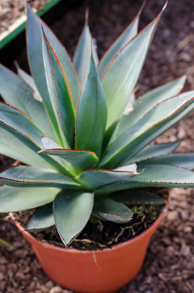 Agave attenuata x ocahui (Agave Blue Glow)