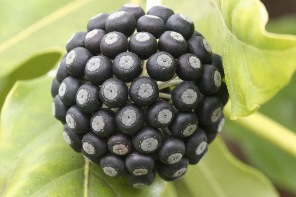 Fatsia japonica (Japanese Aralia)