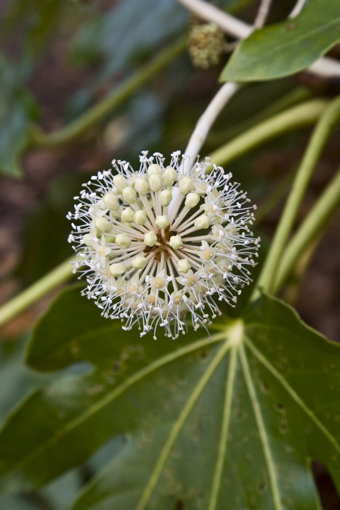 Fatsia japonica (Japanese Aralia)