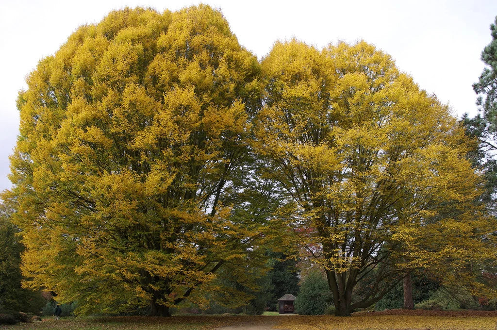 Carpinus betulus Fastigiata (Upright Hornbeam)