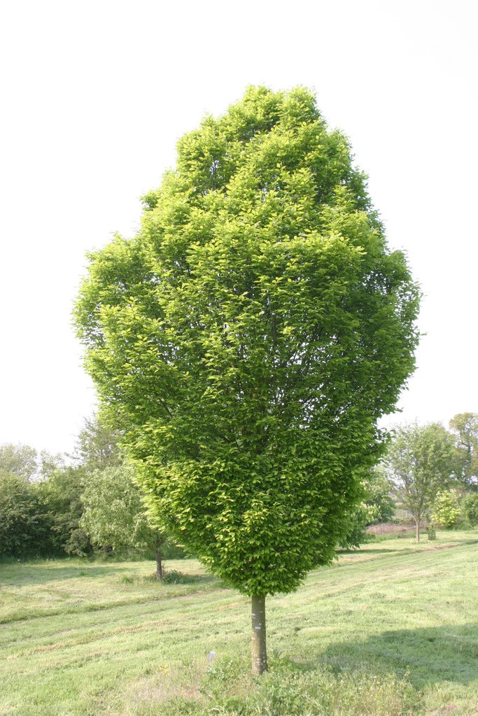 Carpinus betulus Fastigiata (Upright Hornbeam)