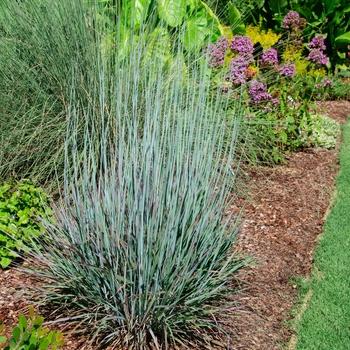 Schizachyrium Scoparium 'Standing Ovation' (Standing Ovation Little Bluestem)
