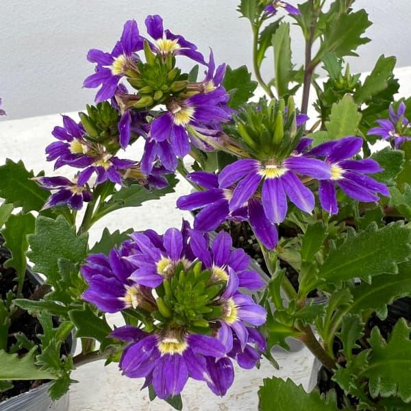 Scaevola Aemula 'Touch Indigo' (Indigo Fan Flower)