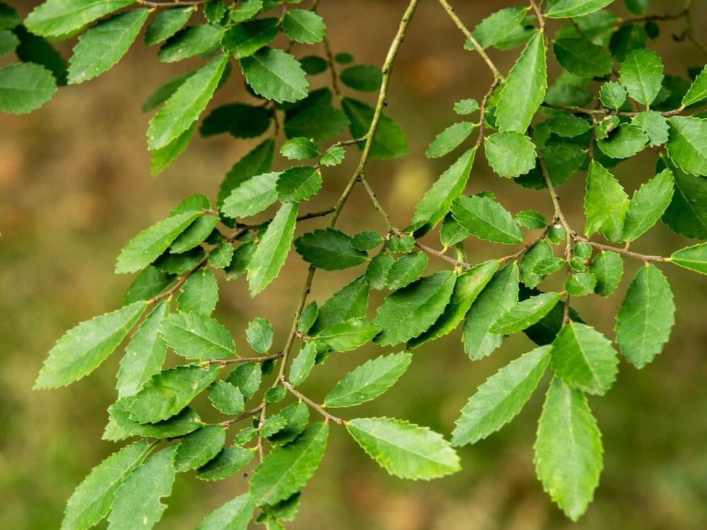 Ulmus parvifolia ‘Inspire’ (Inspire Chinese Elm)