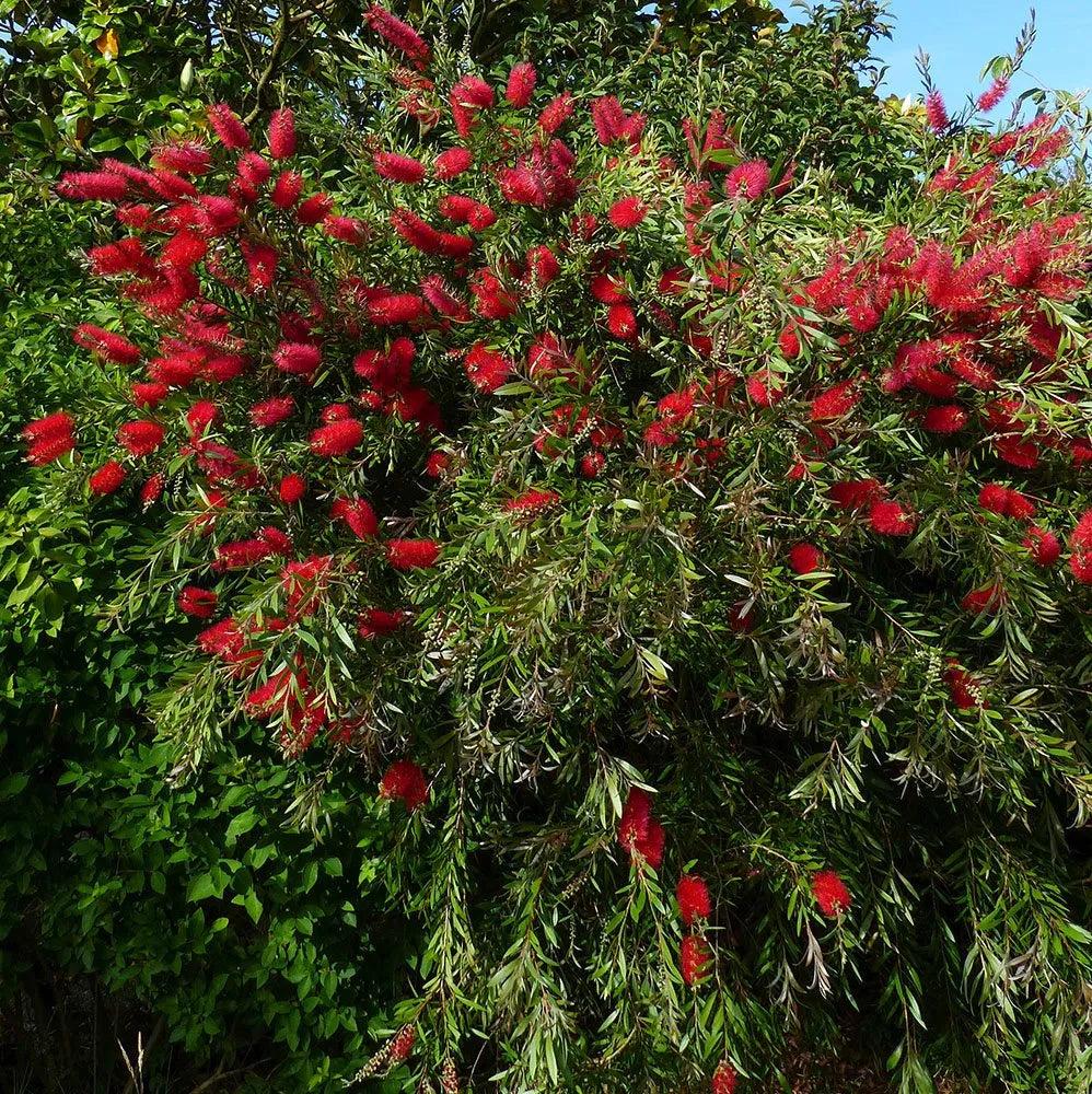Callistemon Nyallingensis ‘Summer Days’ (Boggy Creek Bottlebrush)