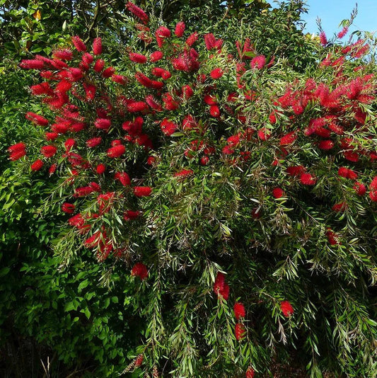 Callistemon Nyallingensis ‘Summer Days’ (Boggy Creek Bottlebrush)