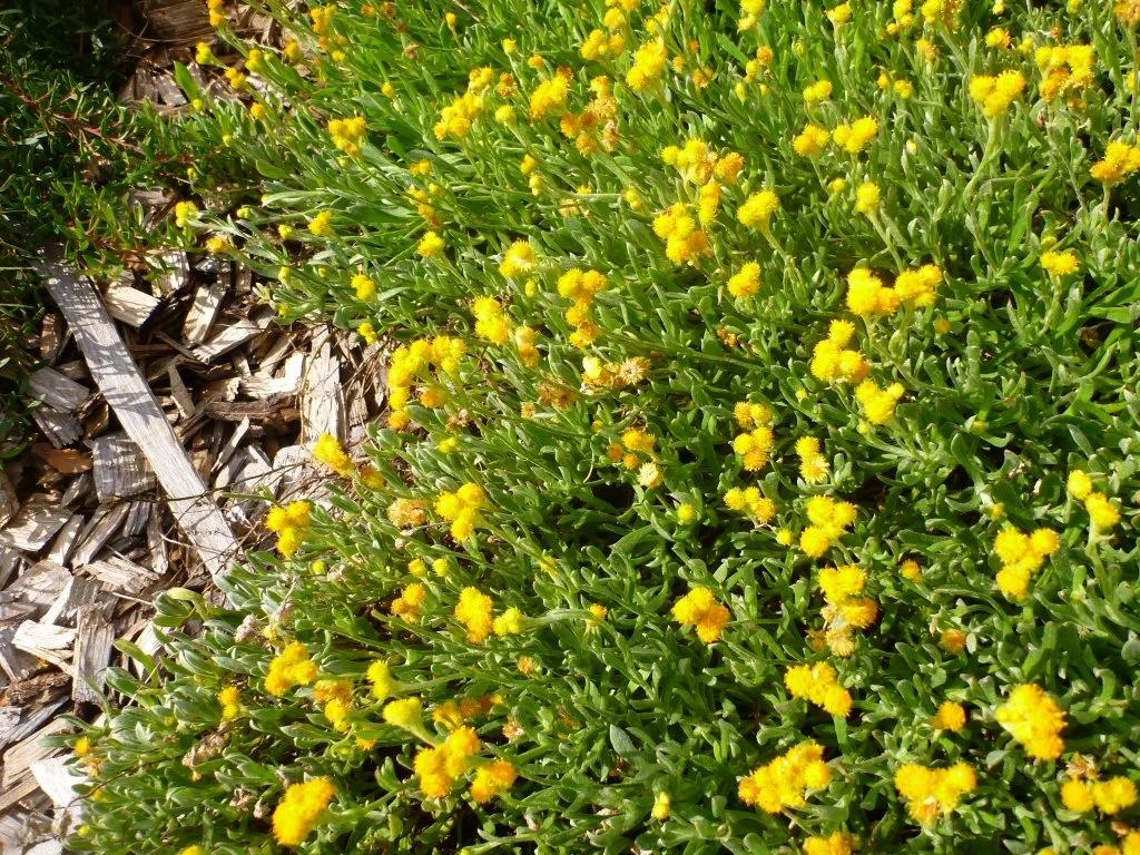 Chrysocephalum Apiculatum (Yellow Buttons)