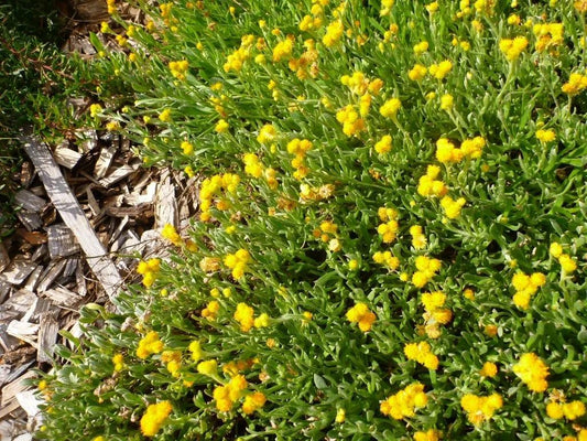 Chrysocephalum Apiculatum (Yellow Buttons)