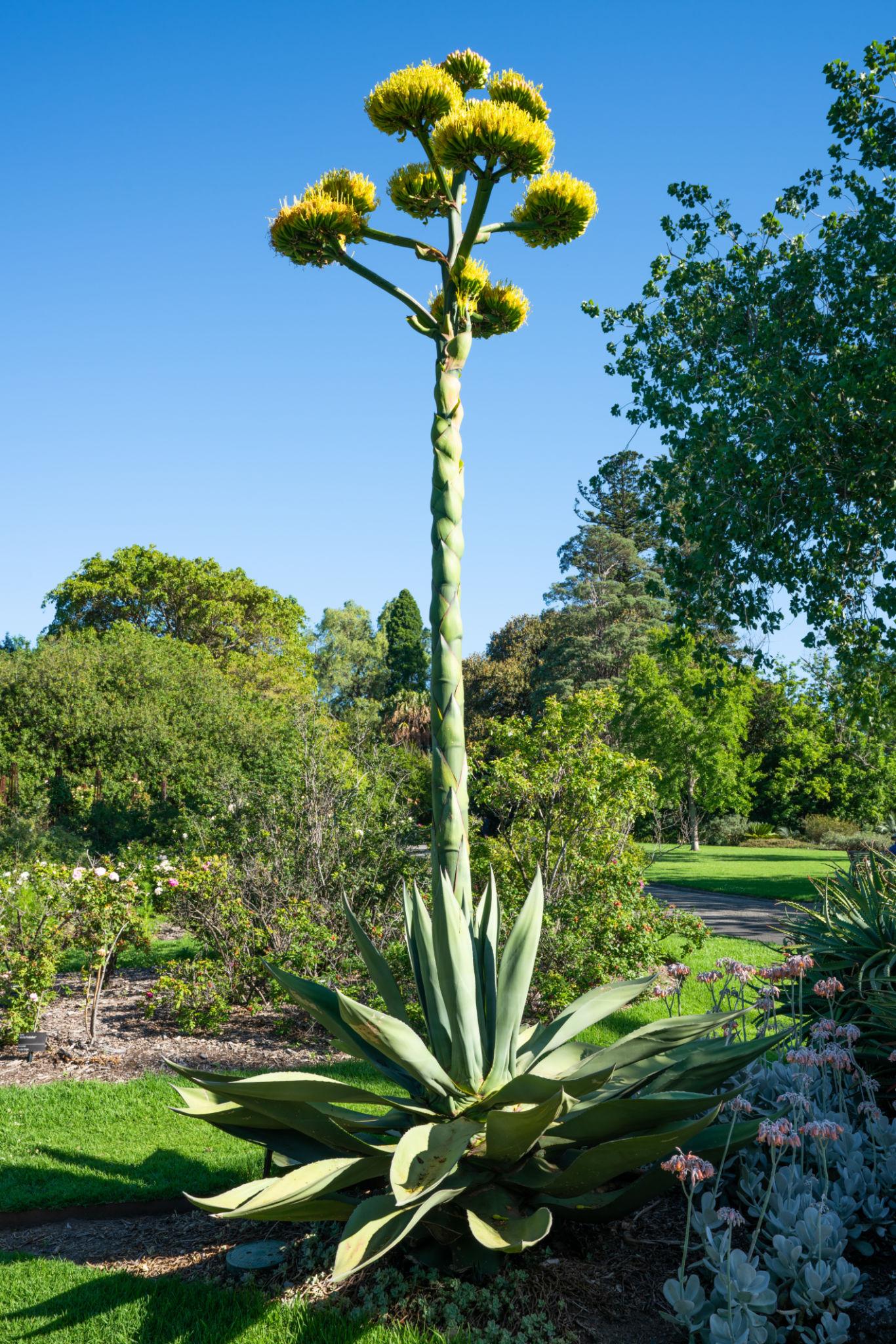 Agave Salmiana (Giant Agave)