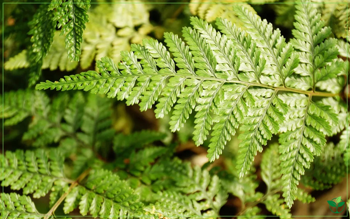 Humata tyermannii (White Rabbit’s Foot Fern)