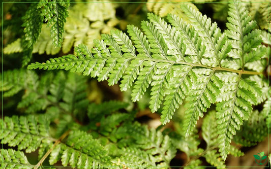 Humata tyermannii (White Rabbit’s Foot Fern)