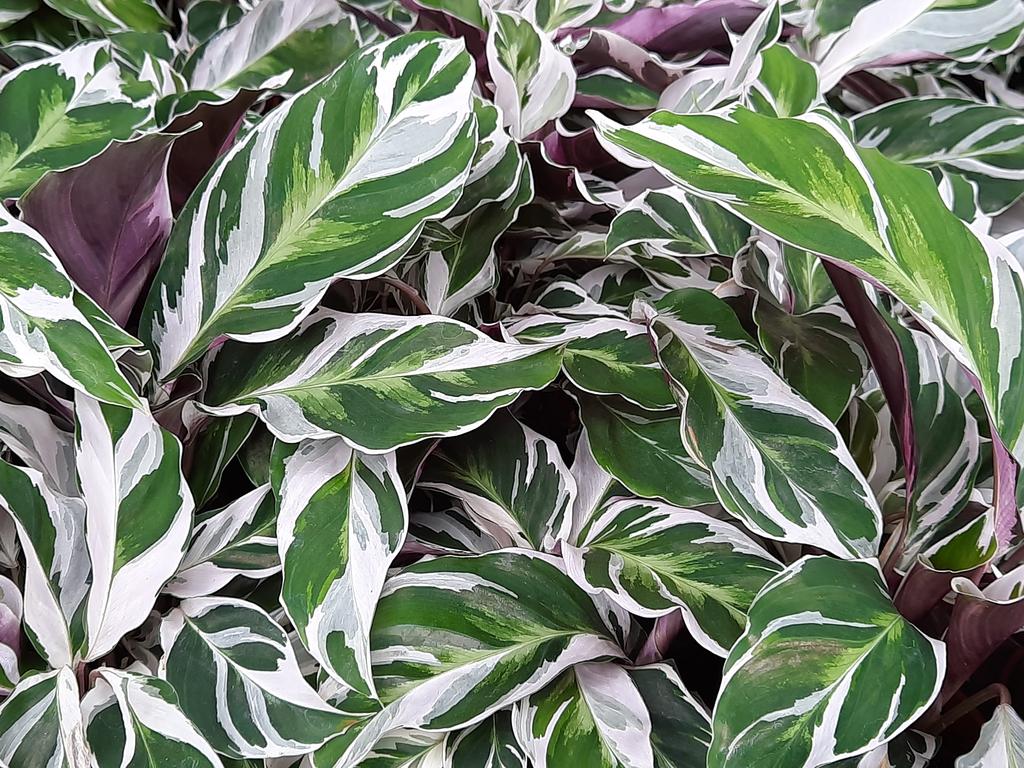 Radermachera Sinica ‘Fusion White’