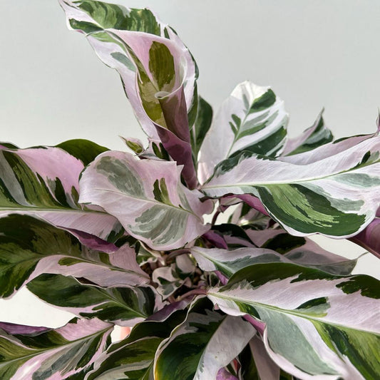Radermachera Sinica ‘Fusion White’