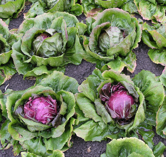 Cichorium Intybus Var. Foliosum (Radicchio)