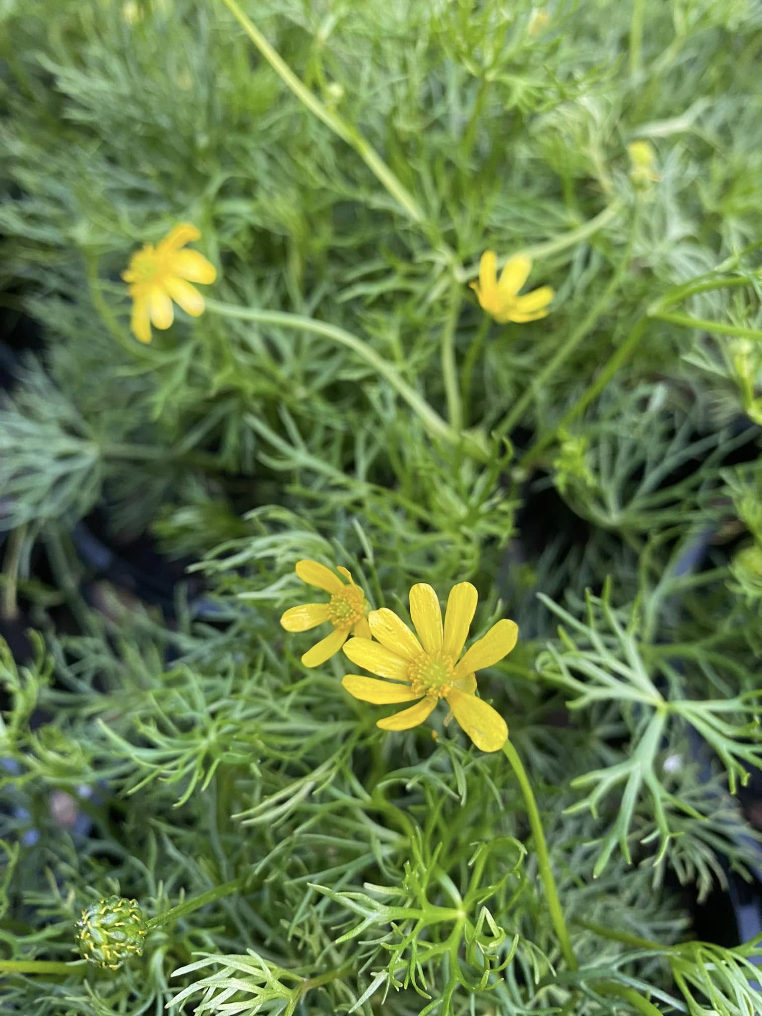 Ranunculus Inundatus (River Buttercup)