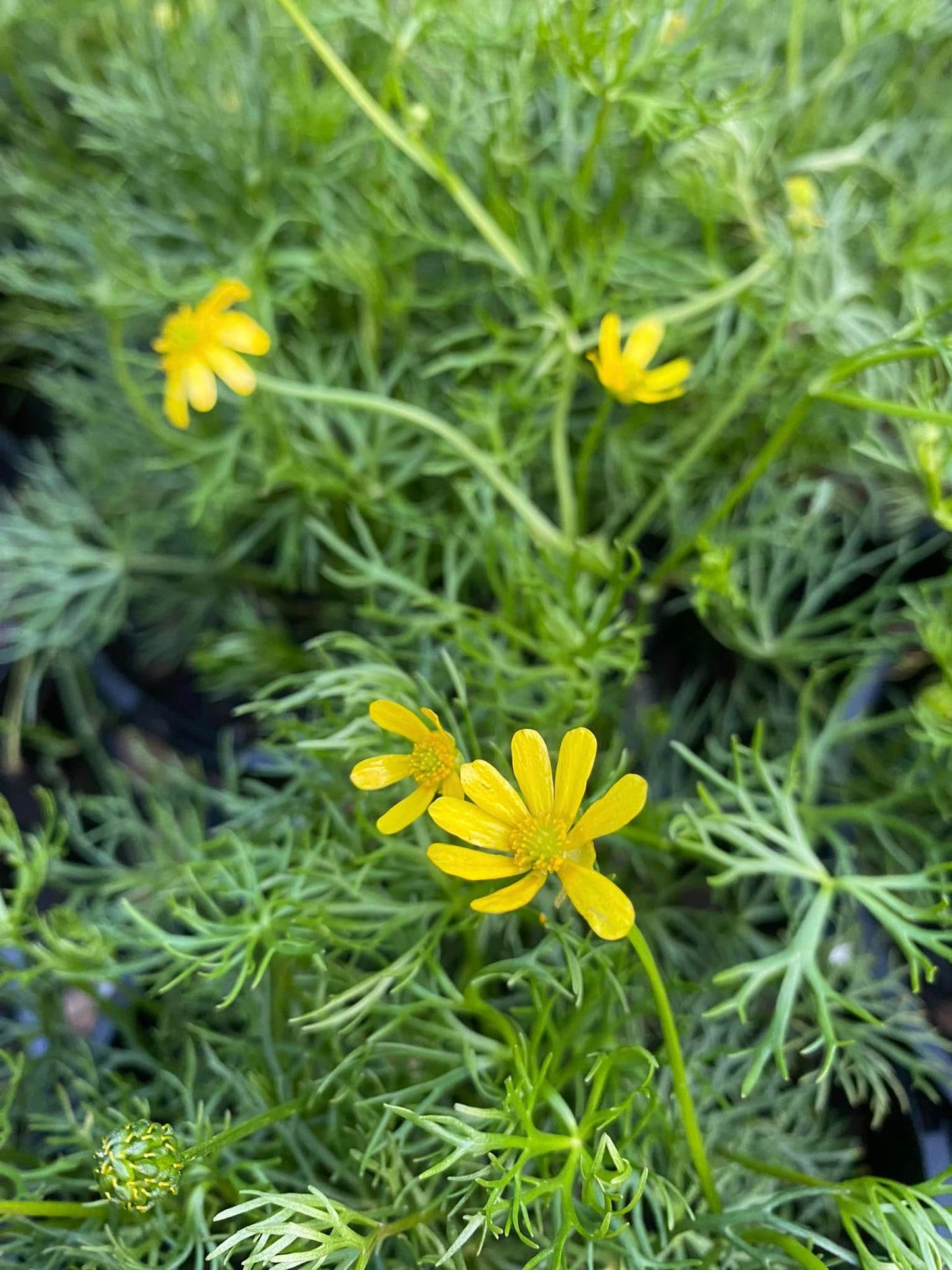 Ranunculus Inundatus (River Buttercup)