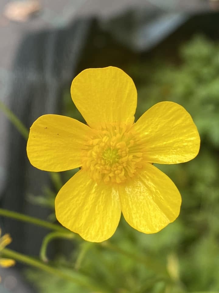 Ranunculus Lappaceus (Common Buttercup)