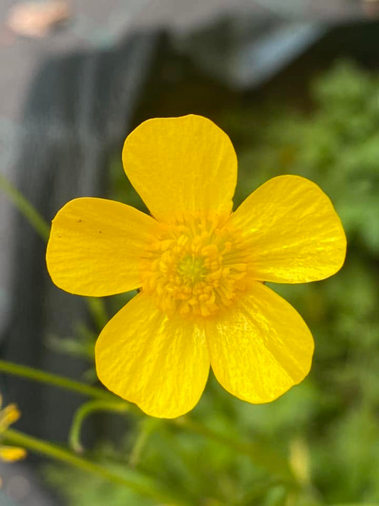 Ranunculus Lappaceus (Common Buttercup)