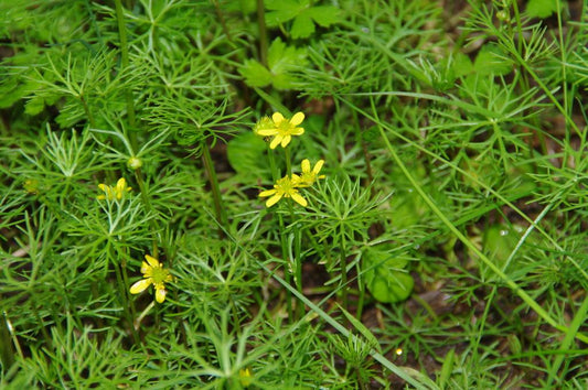 Ranunculus Inundatus (River Buttercup)