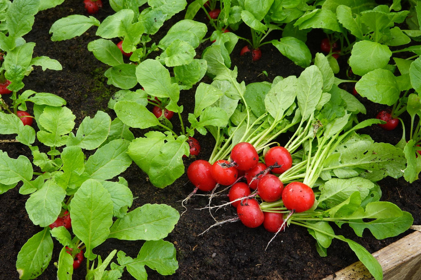 Raphanus Sativus (Rainbow Radish)