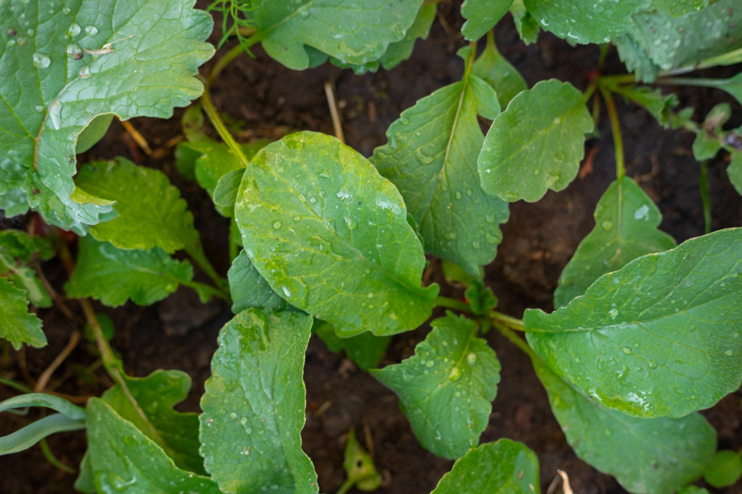 Raphanus Sativus (Rainbow Radish)