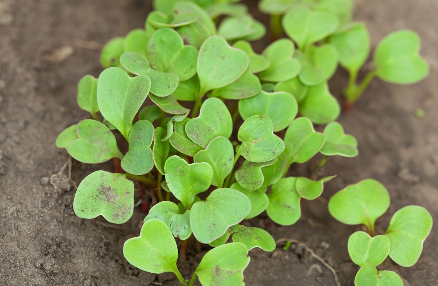Raphanus Sativus (Rainbow Radish)