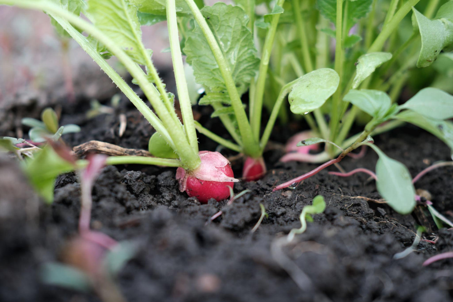 Raphanus Sativus (Rainbow Radish)