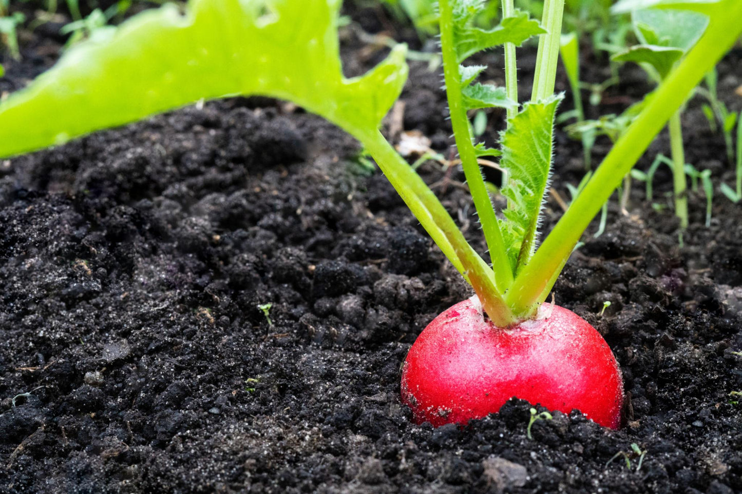 Raphanus Sativus (Rainbow Radish)