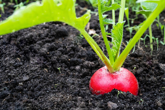 Raphanus Sativus (Rainbow Radish)