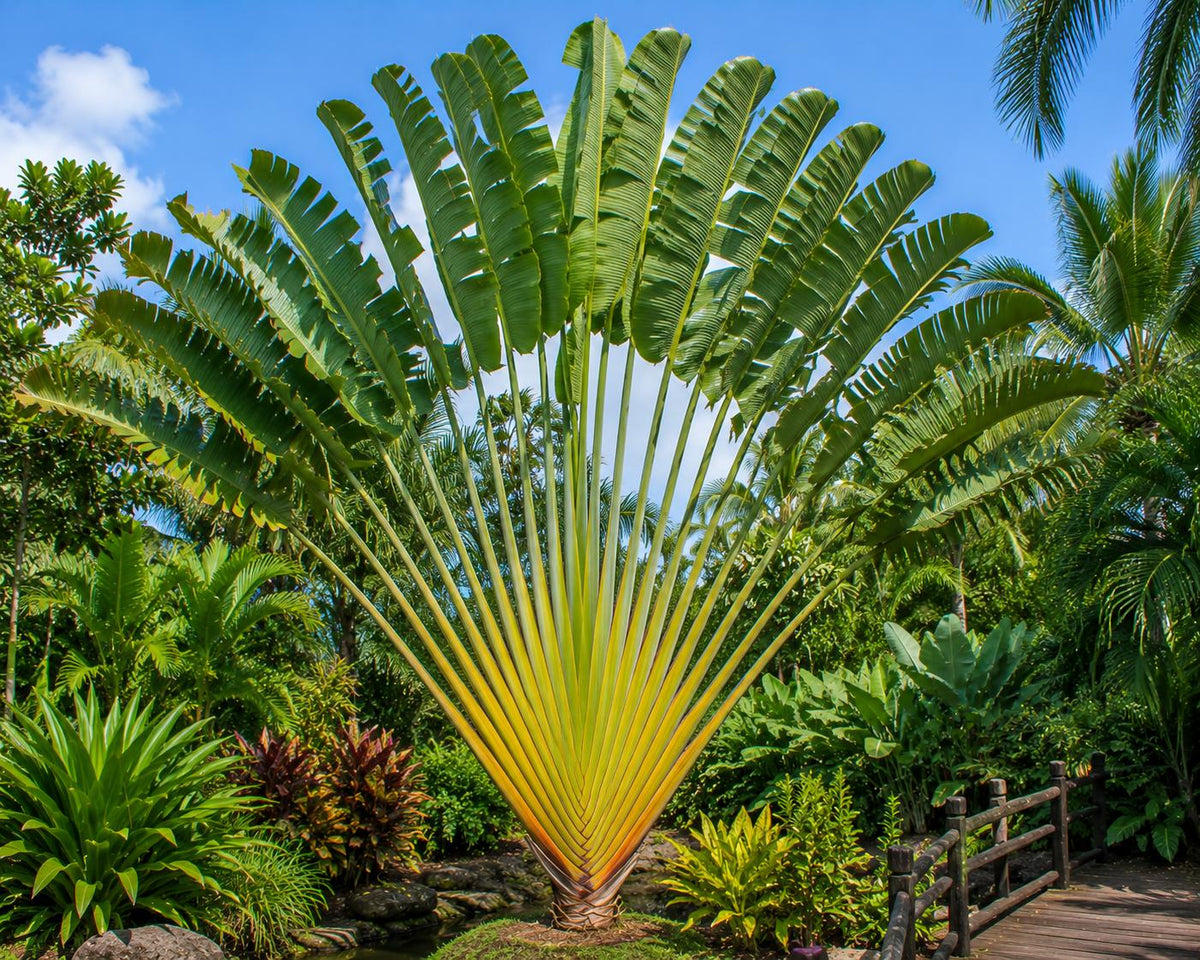 Ravenala Madagascariensis (Traveller’s Palm)