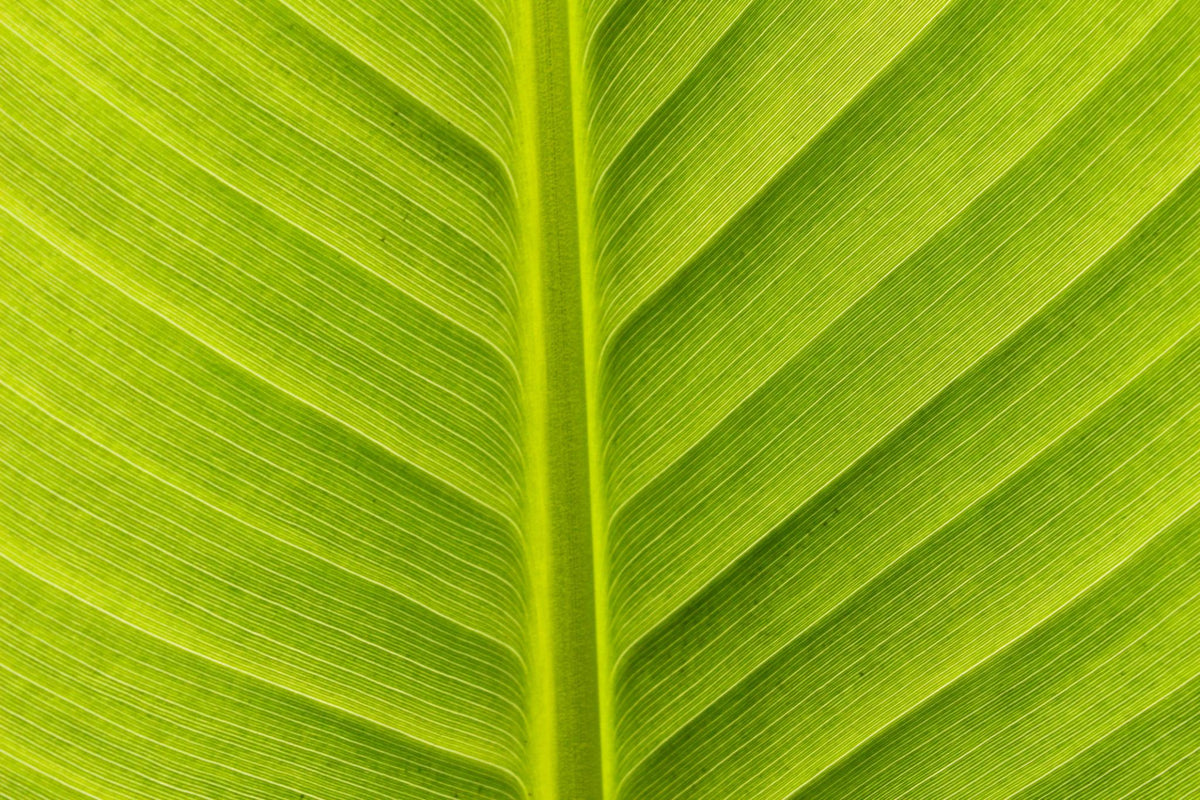 Ravenala Madagascariensis (Traveller’s Palm)