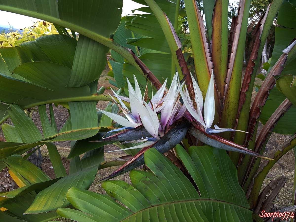 Ravenala Madagascariensis (Traveller’s Palm)