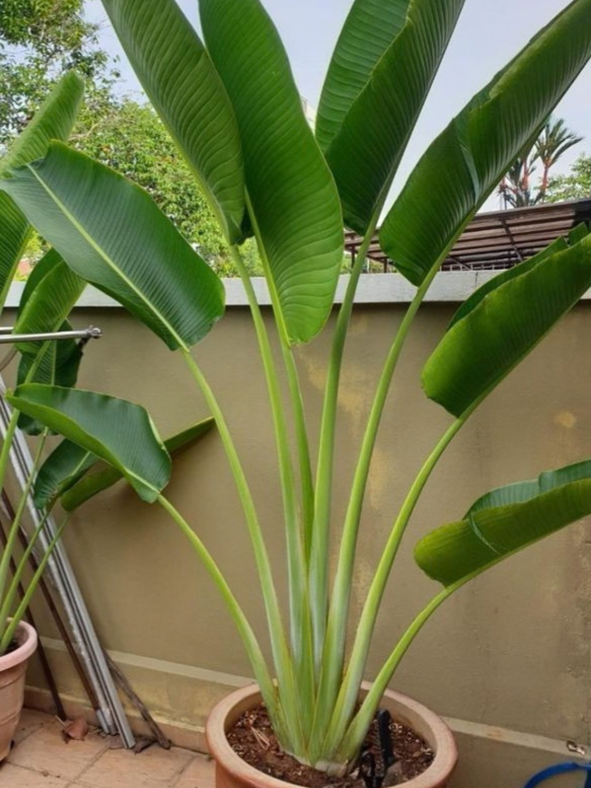 Ravenala Madagascariensis (Traveller's Palm)