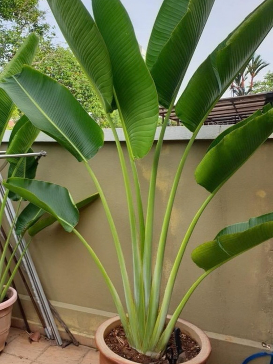 Ravenala Madagascariensis (Traveller's Palm)