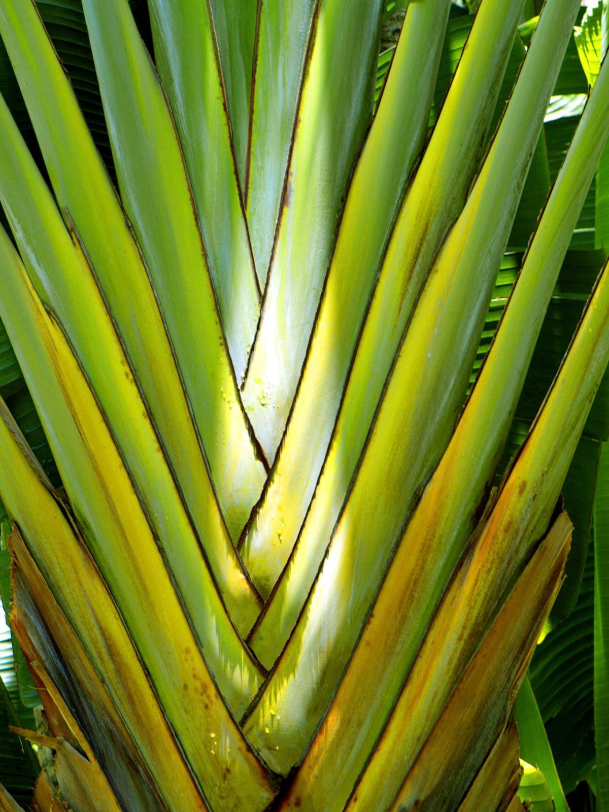Ravenala Madagascariensis (Traveller's Palm)