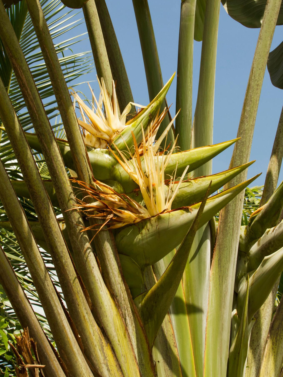 Ravenala Madagascariensis (Traveller's Palm)