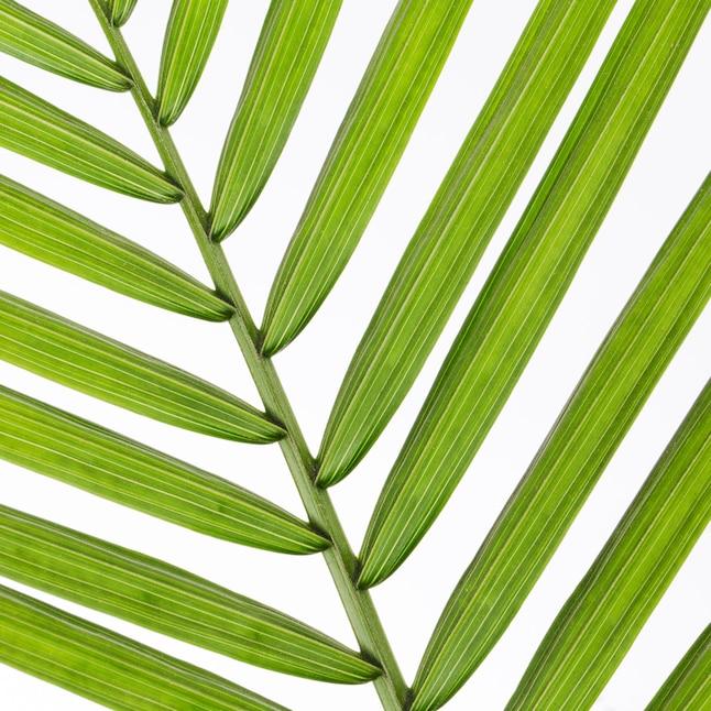 Ravenea Rivularis (Majesty Palm)