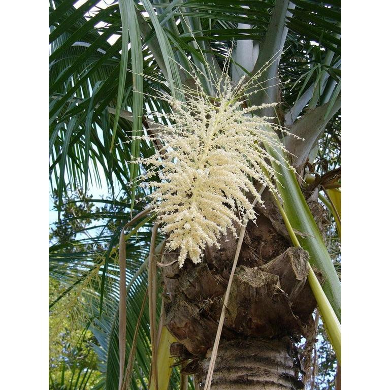 Ravenea Rivularis (Majesty Palm)