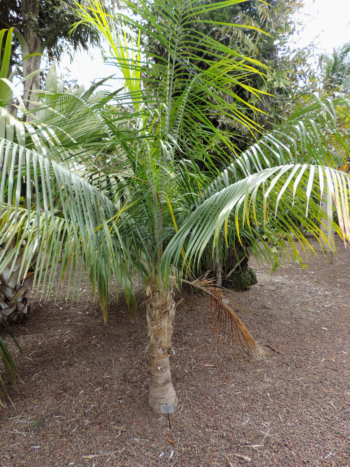 Ravenea Glauca (Glaucous Majesty Palm)