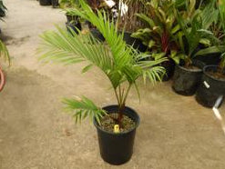 Ravenea Sambiranensis (Sambirano Palm)