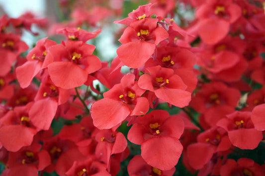 Diascia Spp. (Red Diascia)