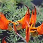 Lotus ‘Red Flash’ – Crimson Flowering Groundcover